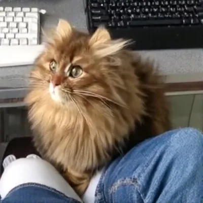 Imagined image: a fluffy brown cat sitting upright on a person's lap next to a keyboard.